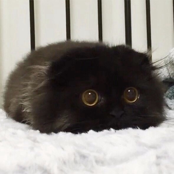 Они такие забавные смешные фото и видео  - image.jpg