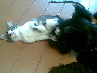 Кошки - очарование МОЁ - 13082009(011).jpg