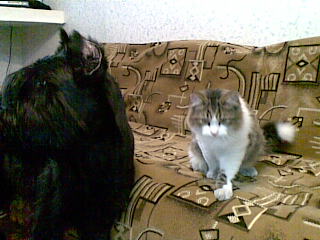 Кошки - очарование МОЁ - 27112009.jpg