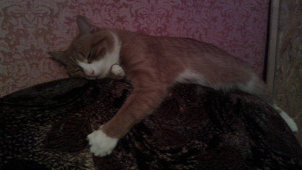 Васька за любимым делом - IMG_20160706_214520.jpg