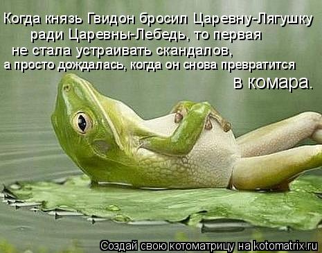 Женская логика - kotomatritsa_y.jpg