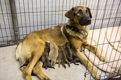 Интересное в интернете - 14494812_1317195838312788_5405700738722095588_n.jpg