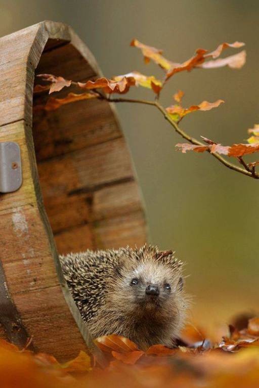 Ёжики, ежи, ежата - 14457347_937485463029976_4579572001480678996_n.jpg