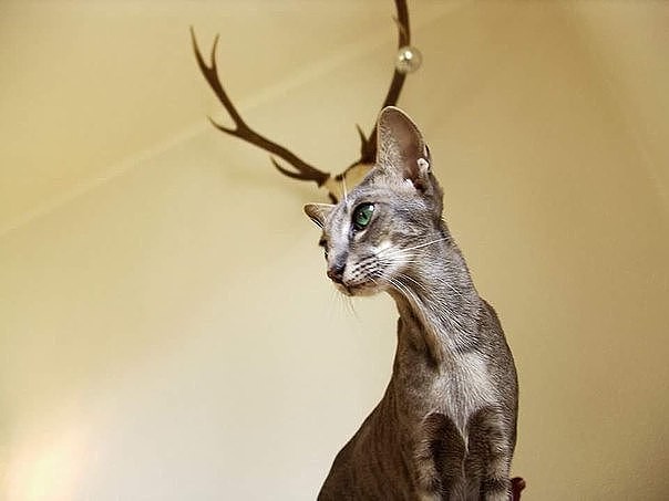 Рога и копыта, весёлая ЗоОфЛуДиЛьНя - image (14).jpg