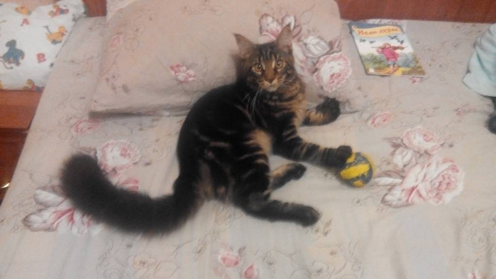 Рога и копыта, весёлая ЗоОфЛуДиЛьНя - IMG_20160521_000020.jpg