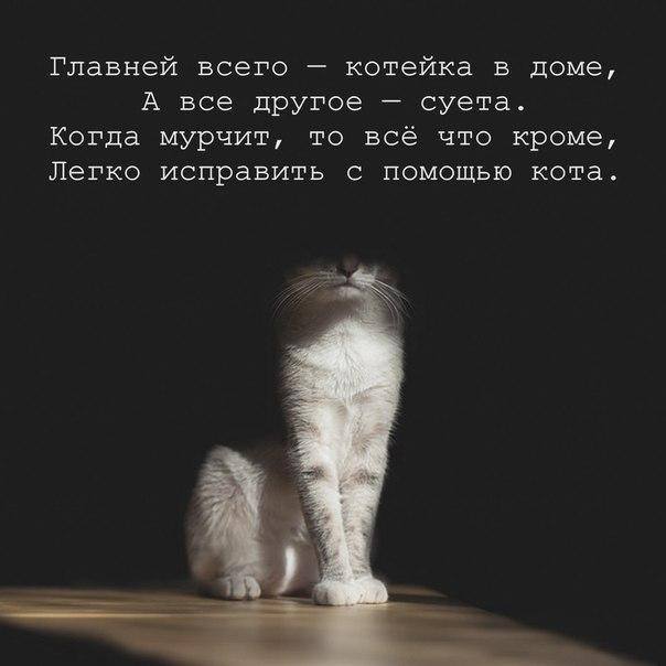 Кошки - очарование МОЁ - лш.jpg