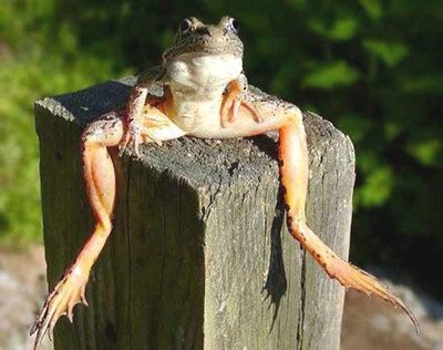 Аватар, аватар, аватар.... - 1215722453_zaby01.jpg