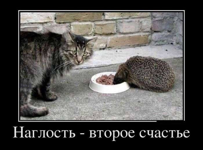 Ёжики, ежи, ежата - 15747714_1189787664431609_6358405875071099022_n.jpg