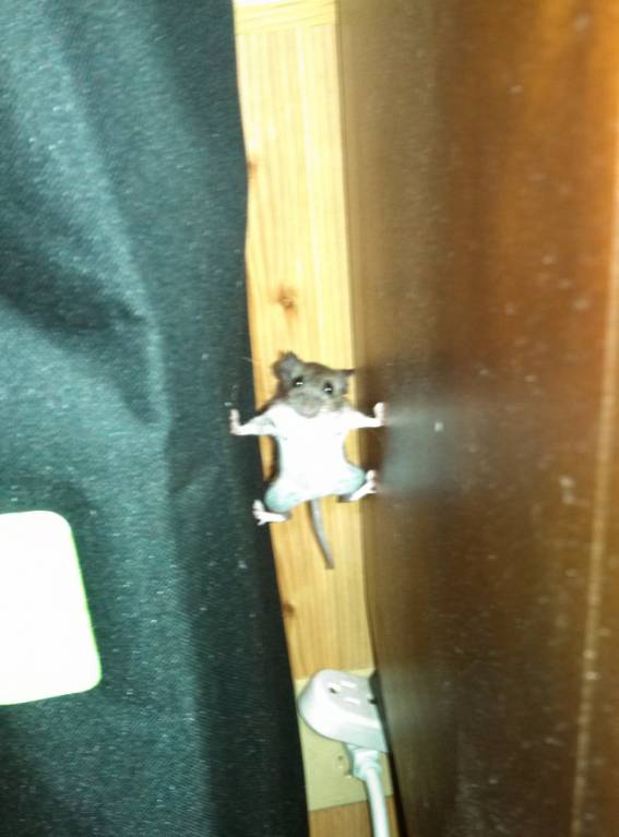 Они такие забавные смешные фото и видео  - e8054a28dd8b5bd9c358c20dd3cb99ee.jpg