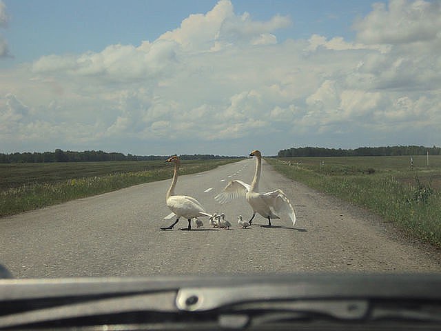 Они такие забавные смешные фото и видео  - qVmCa-o-C-4.jpg