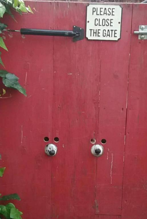 Они такие забавные смешные фото и видео  - с.jpg