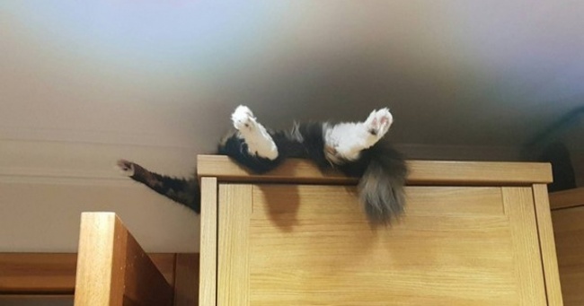 Они такие забавные смешные фото и видео  - preview-26325365-650x341-98-1482478439.jpg