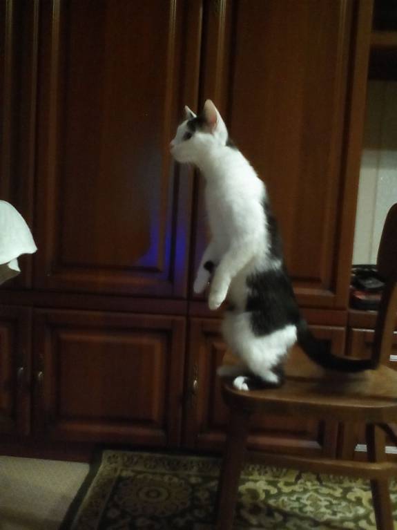 Кошки - очарование МОЁ - IMG_20170330_220501.jpg