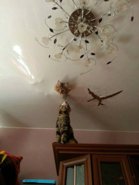 Они такие забавные смешные фото и видео  - 16998060_1280146648735077_8284095680688850967_n.jpg