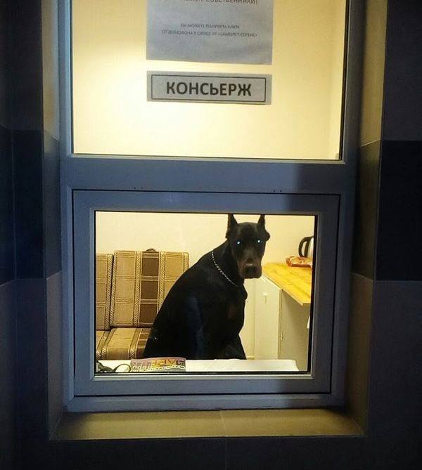 Они такие забавные смешные фото и видео - 18664181_1457366550990398_4151691421050857279_n.jpg