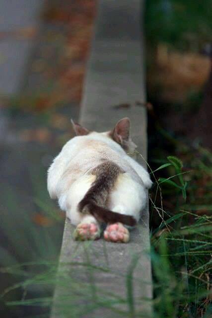 Кошки - очарование МОЁ - 18622511_1364741456942262_3352726441643103946_n.jpg