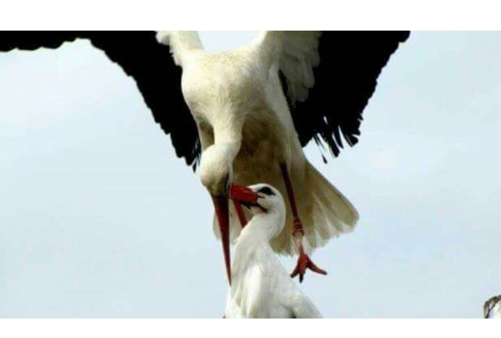 Любовь не умирает - _20170819_135411.JPG