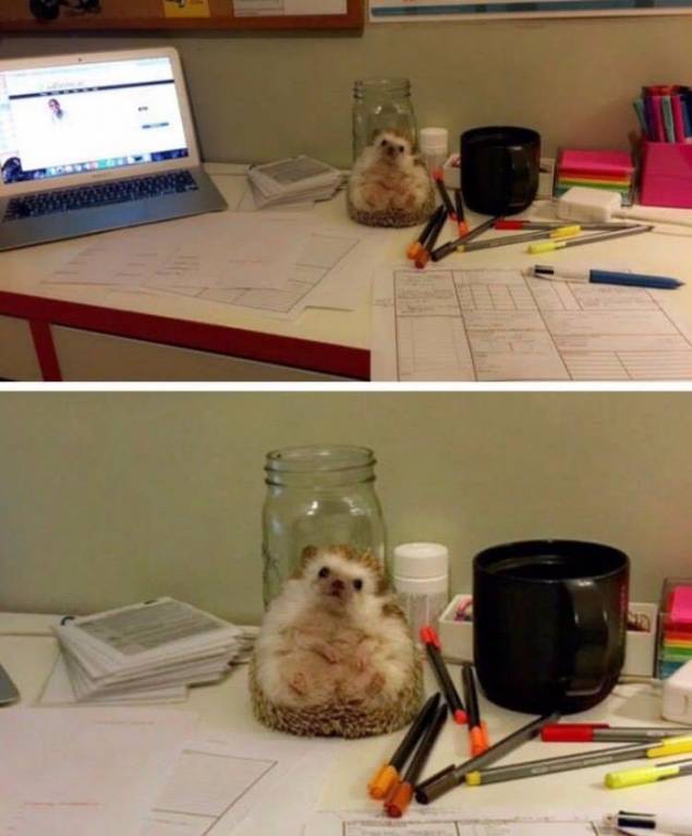 Ёжики, ежи, ежата - 22046738_1887543311272869_270090051494641207_n.jpg