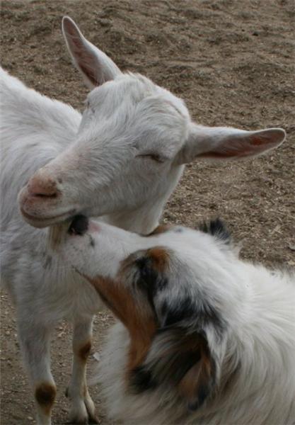 Наши верные друзья - собаки - Коза и пёс.jpg