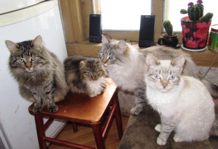 Кошки - очарование МОЁ - кошки_1485.jpg