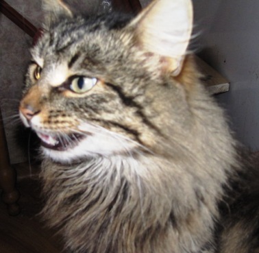 Кошки - очарование МОЁ - IMG_1441.jpg