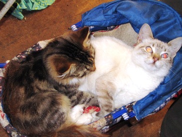 Кошки - очарование МОЁ - IMG_0838.jpg