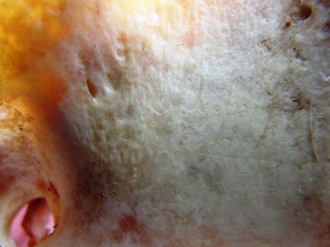 Угадайте, что это? - IMG_1493.jpg