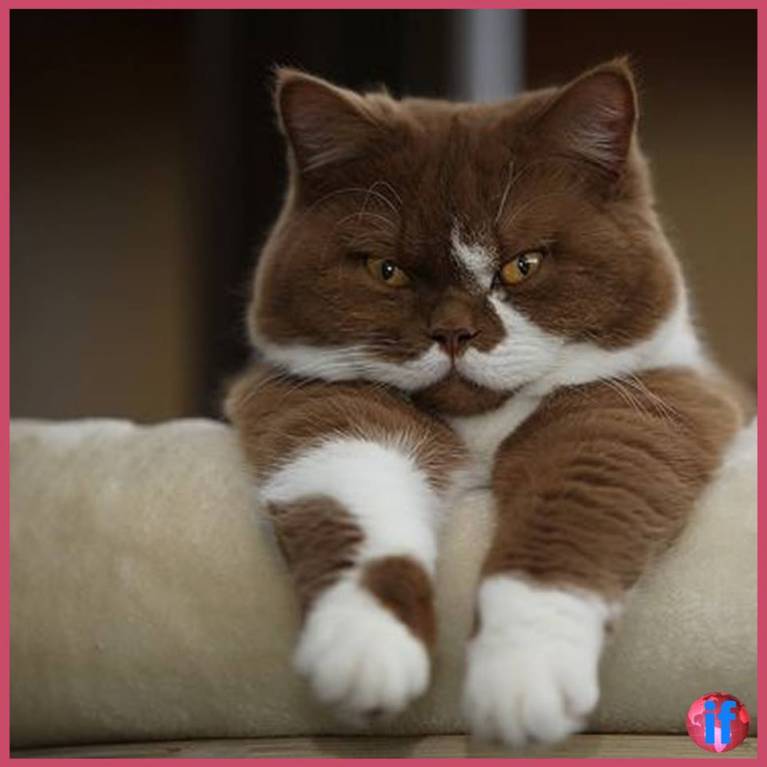 Они такие забавные смешные фото и видео  - 24993601_2021784378105341_7618875651231259896_n.jpg