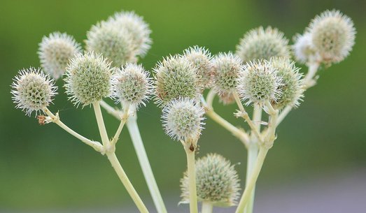 Подорожник - 8716818523b1b7bb7a7b37bbcf5fa848.jpg