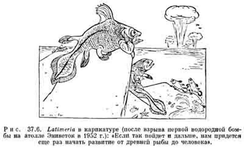 Интересное в интернете - латимерия карикатура.jpg