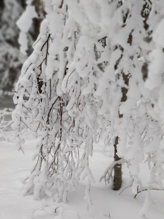 Каждая погода - благодать... - IMG-20180204-WA0005.jpg