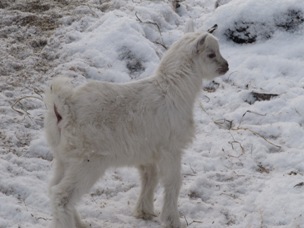 Ох уж эти козы  - IMG_1544.jpg