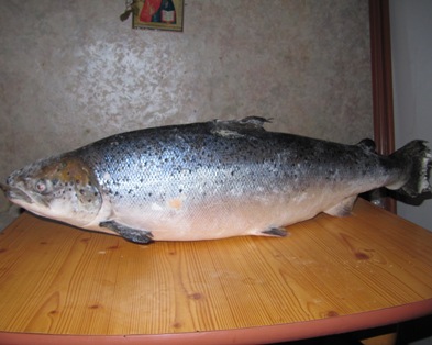 Что у нас сегодня к столу - IMG_1563.jpg