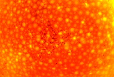 Угадайте, что это? - № 4.jpg