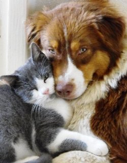 Они такие забавные смешные фото и видео - друзья.jpg