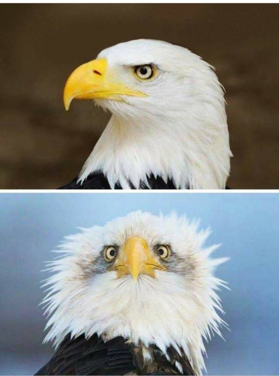 Они такие забавные смешные фото и видео  - _20180428_000717.JPG