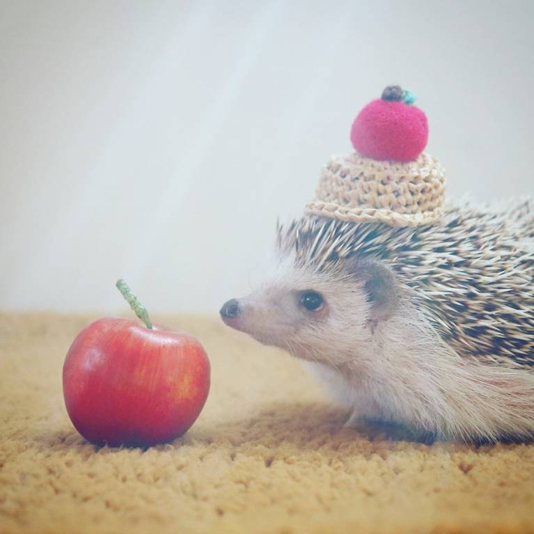 Ёжики, ежи, ежата - 31429957_2468479496723093_9161071238418792448_n.jpg