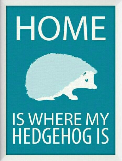 Ёжики, ежи, ежата - 417624fae033d5ab7d40cde512e4123f.jpg