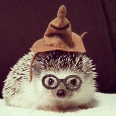 Ёжики, ежи, ежата - bea60f5d99faa86771941dc386e947b5.jpg