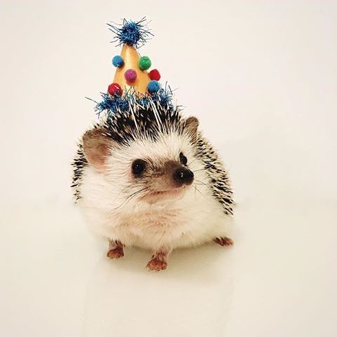 Ёжики, ежи, ежата - 0affb5738fffc24bb3f56a60ad7fb74e.jpg