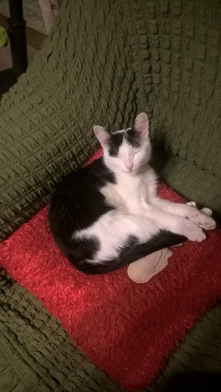 Кошки - очарование МОЁ - WP_20180115_22_31_05_Pro.jpg