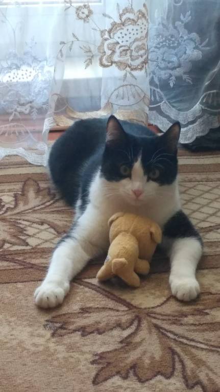 Кошки - очарование МОЁ - IMG_20180304_134321.jpg