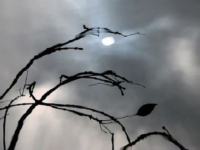 Подорожник - 293979.x.jpg