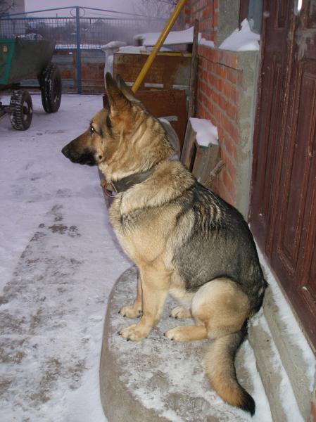Наши верные друзья - собаки - P1240795.JPG