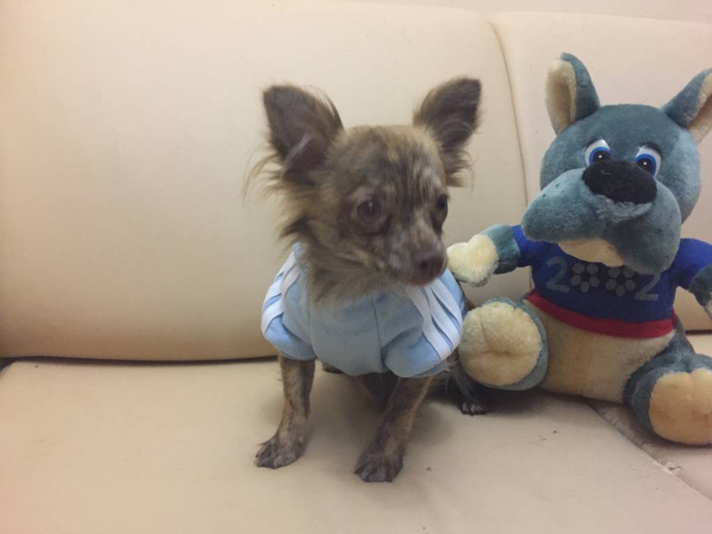 Наши верные друзья - собаки - IMG_0058.JPG