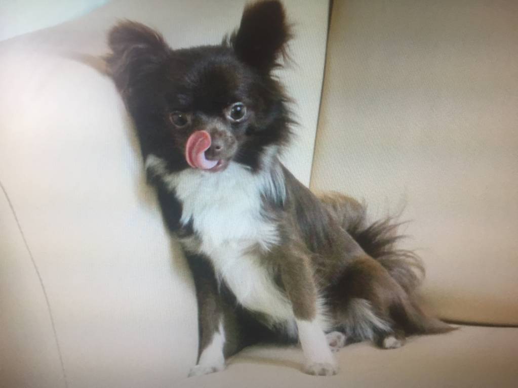 Наши верные друзья - собаки - IMG_2250.JPG