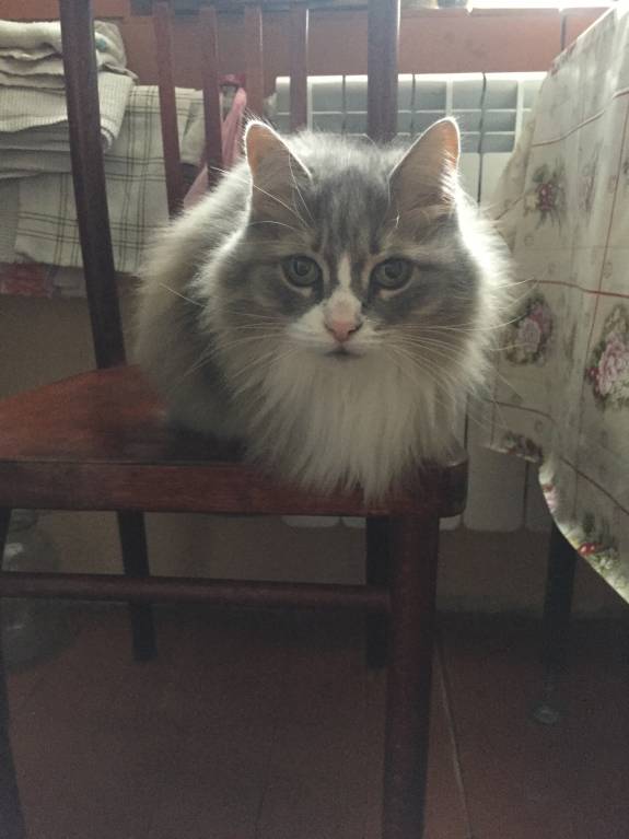 Наши верные друзья - собаки - IMG_0480.JPG