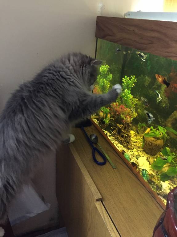 Наши верные друзья - собаки - IMG_0490.JPG