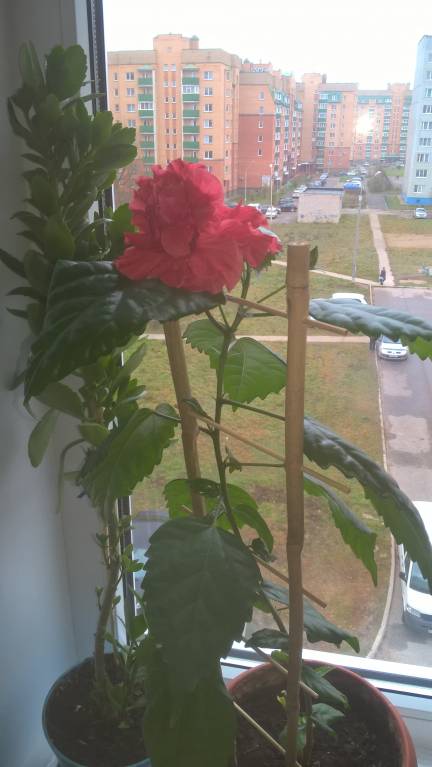 Домашние любимцы комнатные цветы - WP_20181107_12_31_04_Pro.jpg