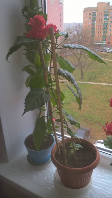 Домашние любимцы комнатные цветы - WP_20181107_12_31_15_Pro.jpg